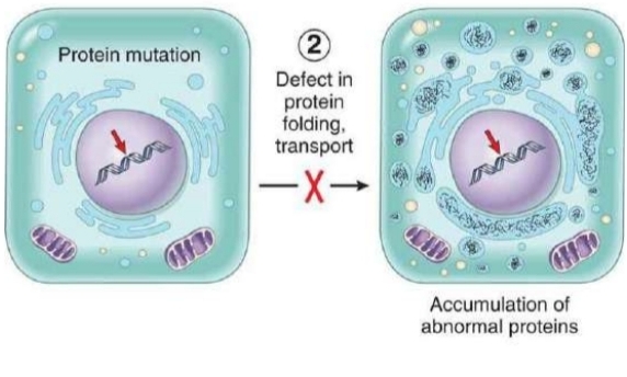 <p>protein mutation in normal cell results in accumulation of abnormal proteins w/in cell</p>