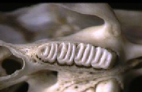 <p>A tooth cusp pattern with multiple parallel ridges or lophs, commonly found in herbivores</p>