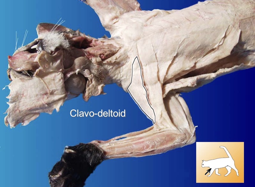 <p>Clavo-deltoid</p><p>action: flexes and adducts humerus</p><p>s: pectoralis major</p><p>a: acromio-deltoid </p>
