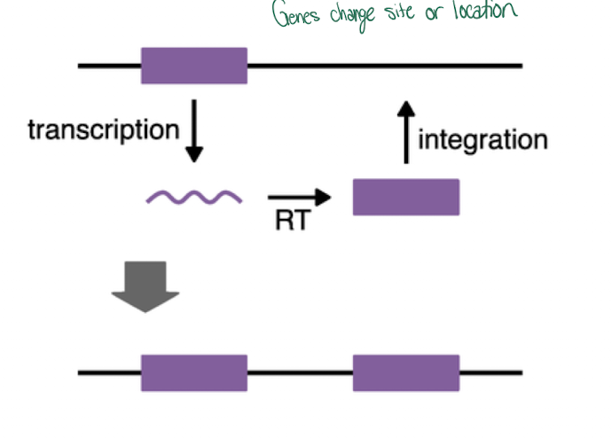 <p>-Copy and paste </p><p>-replicates and inserts DNA somewhere else </p>