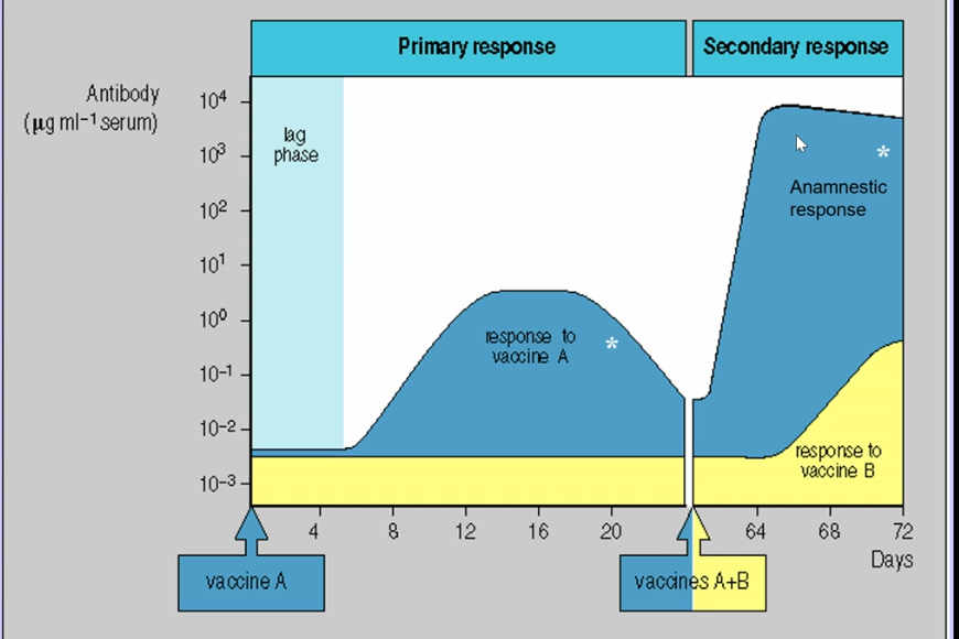 <ul><li><p>antigen-specific secondary response </p><ul><li><p>shorter lag time</p></li><li><p>higher amount of antibodies </p></li><li><p>faster response produced </p></li><li><p>peak is extended for a longer period of time </p></li></ul></li></ul><p></p>