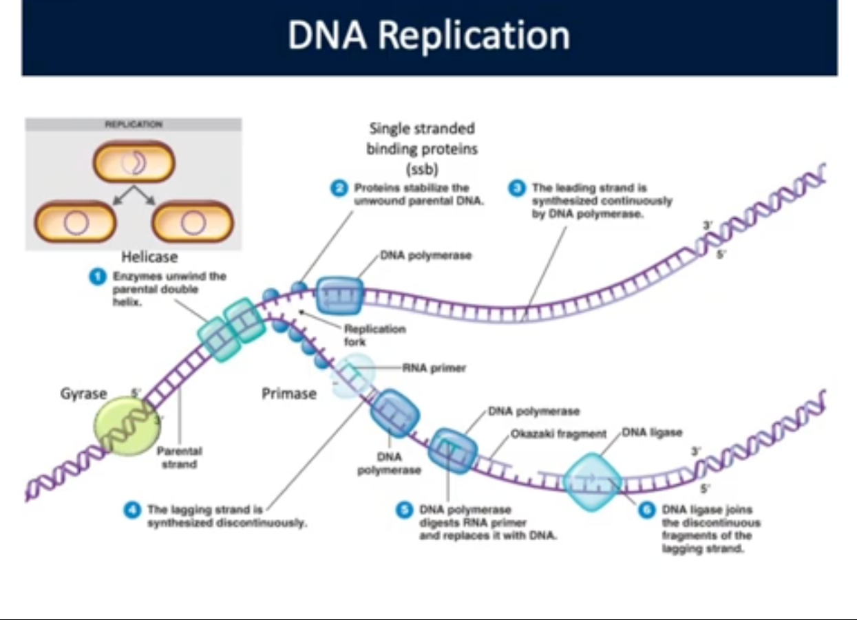 <p>Replication</p>