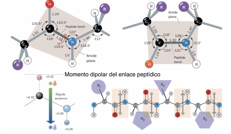 <p><span>Los grupos </span><span style="line-height: 1.15;">C=O</span> (polar negativo en el oxígeno) y N-H (polar positivo en el hidrógeno) poseen polaridad y participan en puentes de hidrógeno. En una conformación polipeptídica extendida, las orientaciones alternas de estos dipolos hacen que el momento dipolar neto <strong>se acabe anulando.</strong></p><ul><li><p>Aunque cuando hay una estructura ordenada, es posible que el momento dipolar de la proteína pueda orientarse y generar un momento dipolar mayor y usarlo para facilitar la orientación del sustrato o interaccionar con otras proteínas)</p></li></ul><p></p>