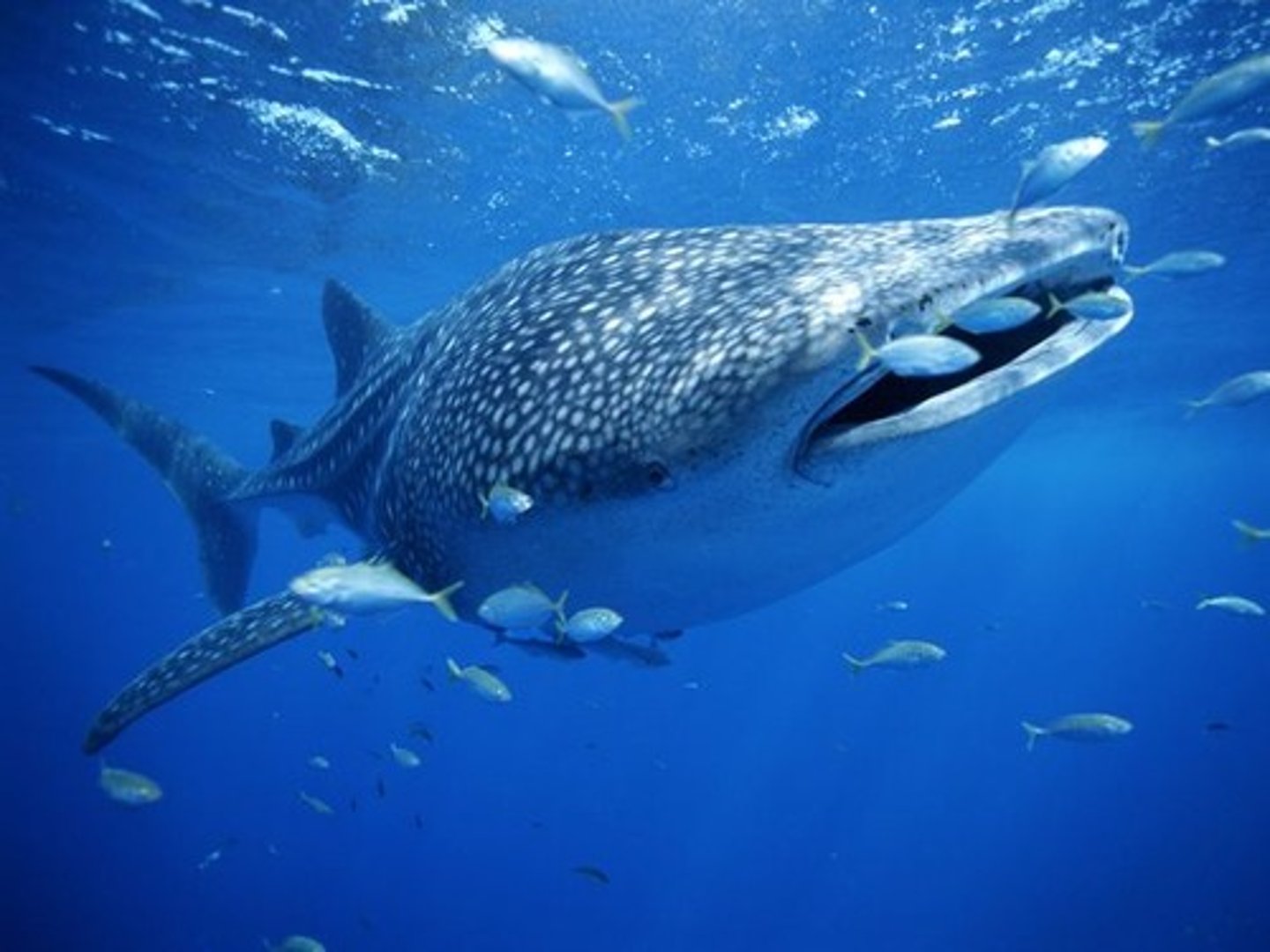 <p>This shark is the largest planktivorous shark related to the Megamouth and the Basking sharks.</p>