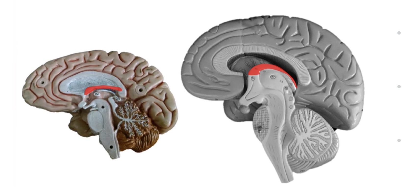 <p>what structure is highlighted in these images</p>
