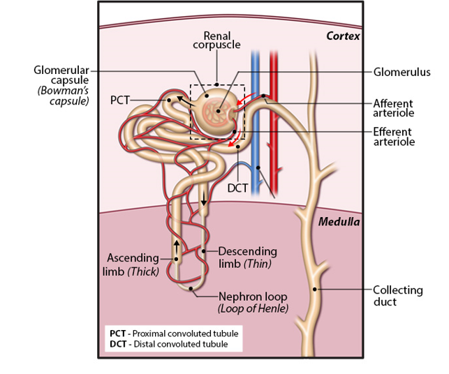 <p>Overall structure of kidney <strong>nephrons</strong></p>