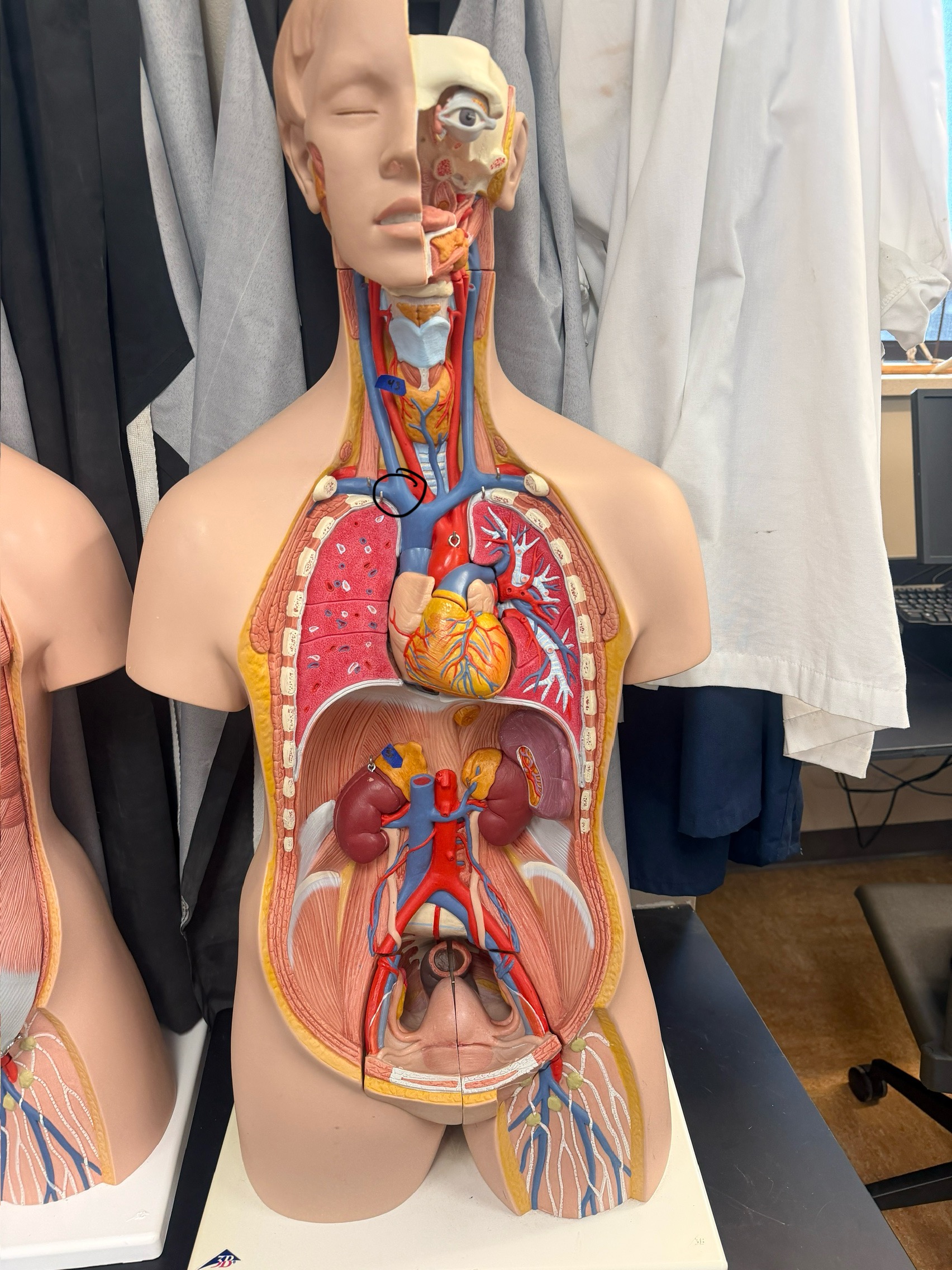 <p>name the vessel</p>