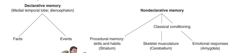 <ul><li><p><strong>Declarative (fact) memory:</strong></p><ul><li><p>(names, faces, words, dates, events)</p></li></ul></li><li><p><strong>Nondeclarative memory</strong></p><ul><li><p><u>Procedural (skills) memory:</u></p><ul><li><p>(playing piano)</p></li></ul></li><li><p><u>Motor memory:</u></p><ul><li><p>memory of motor skills (riding a bike)</p></li></ul></li><li><p><u>Emotional memory:</u></p><ul><li><p>memory of experiences linked to an emotion (heart pounding when you hear rattlesnake)</p></li></ul></li></ul></li></ul><p></p>
