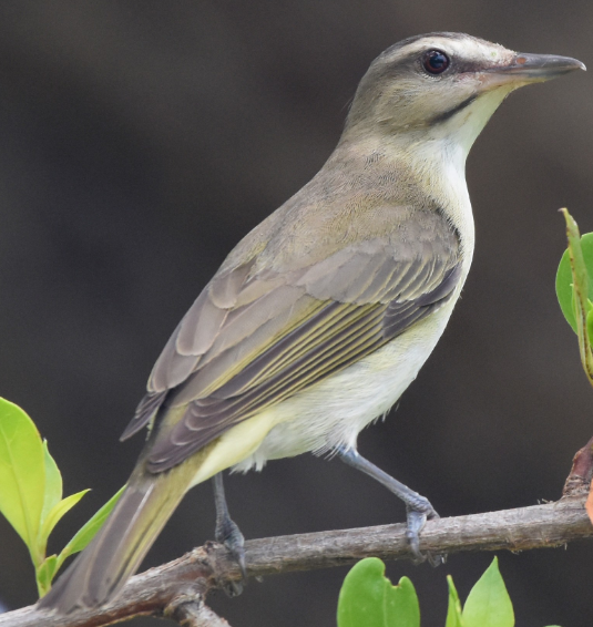 <p>What bird is this?</p>