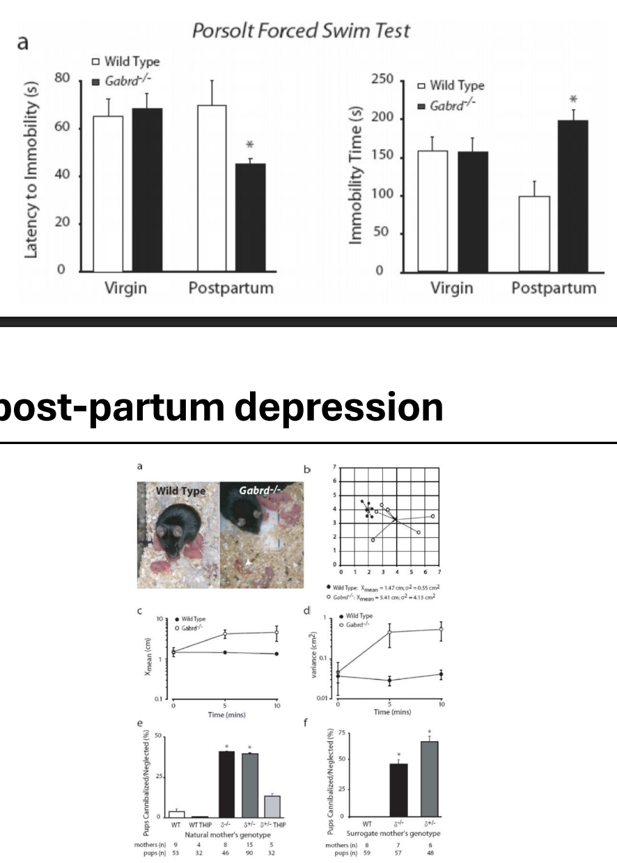 <ul><li><p>Deletion of the δGABAA receptor subunit is associated with depressionlike behavior* post-partum</p></li></ul><div data-type="horizontalRule"><hr></div><ul><li><p>reproductive cycle → associated w changes in GABAergic signaling due to changes in steroids…?</p></li><li><p>deletion of GABAR = post-partum like phenotype</p></li><li><p>pups survive less + die at higher rates + build lower quality nests</p></li></ul><p></p>