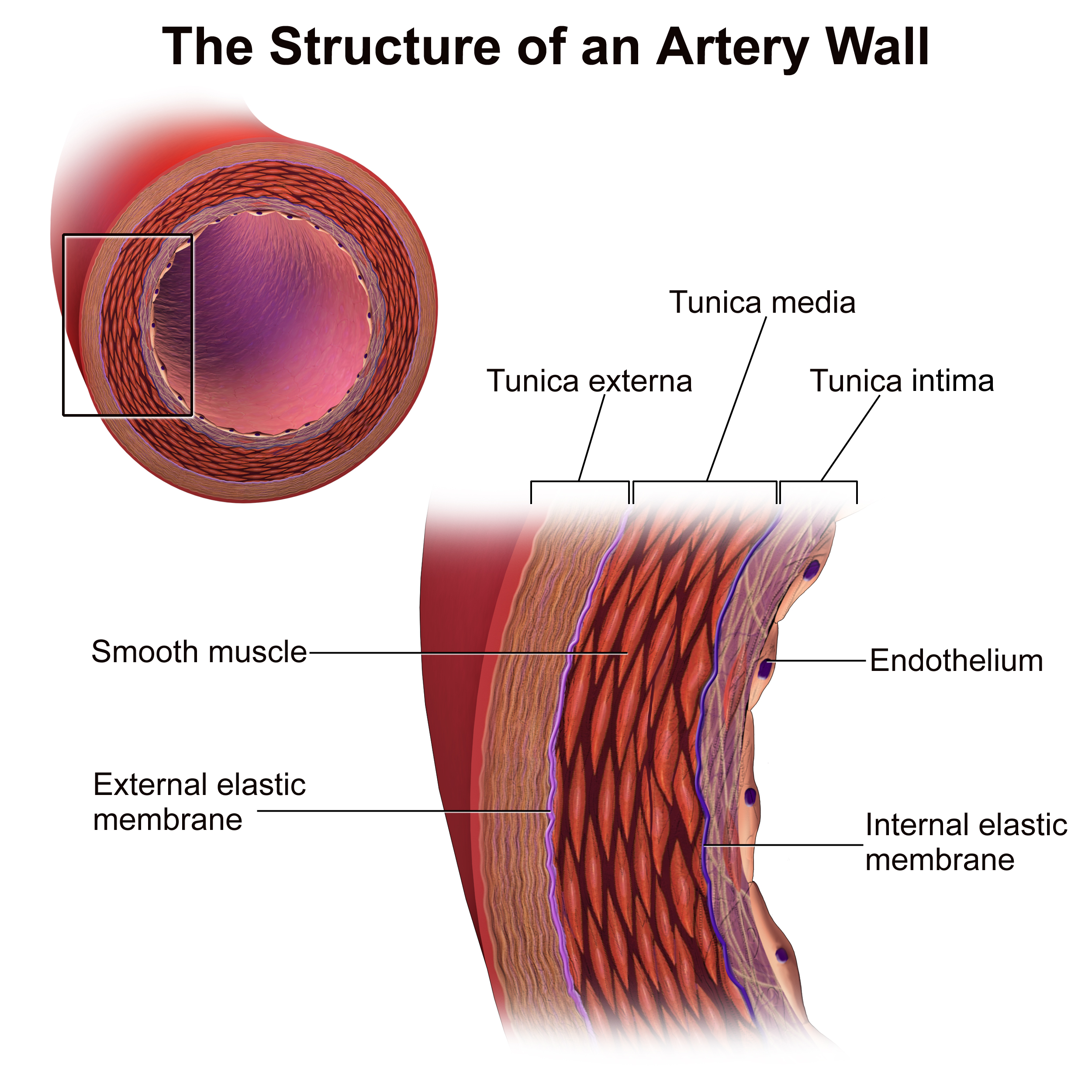 <p>Arterial walls superficial to deep</p>