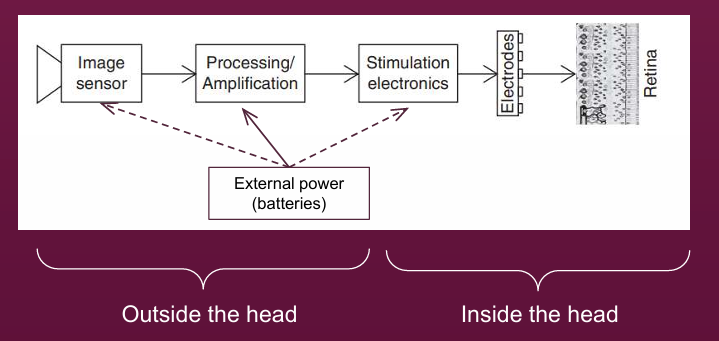 <p>external power, image sensor →Processing → Stimulation electronics → electrodes → retinal</p>