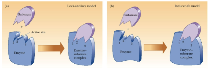 <ul><li><p>binding induces a conformational change in the enzyme</p></li><li><p>shape of the protein is different before and after substrate is bound</p></li><li><p>most probable</p></li><li><p>lower activation energy</p></li><li><p>transition state</p></li><li><p>important to not be too tightly bound so substrate can release easier</p></li></ul><p></p>