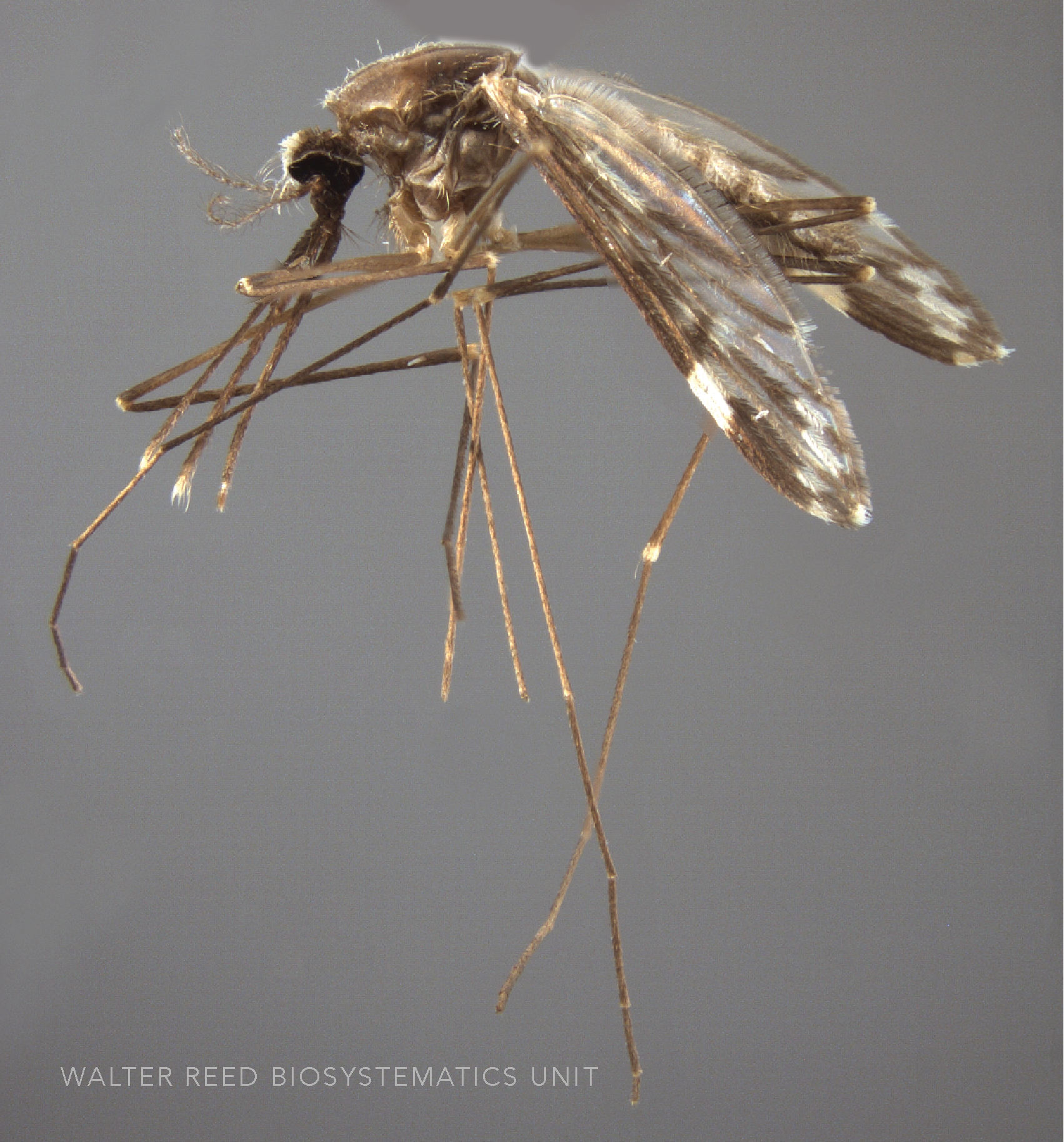 <p>What mosquito is this, and how do you know?</p>