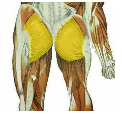 <p>What is the muscle being highlighted? What is its innervation?</p>
