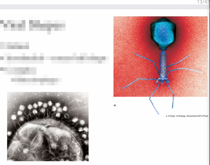 <p>what kind of virus shape is this? </p>