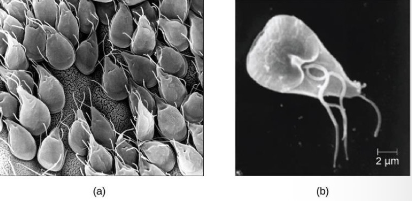 <p>Supergroup: Excavata</p><ul><li><p>Four pairs of flagella</p></li></ul><p></p>
