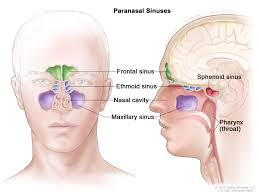 <p>Paranasal sinuses</p>
