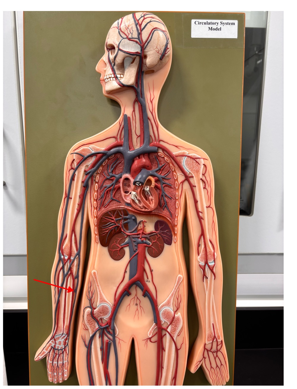 <p>name the blood vessel</p>