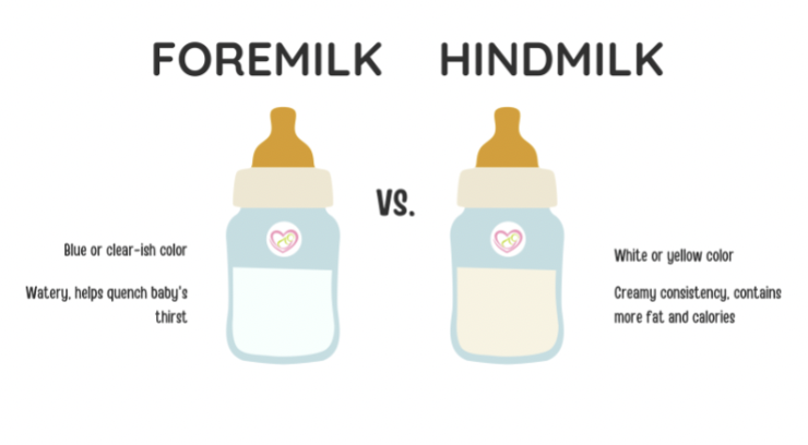 <p>hindmilk - milk expressed at end of feeding</p><ul><li><p>has higher fat content than foremilk </p></li></ul><p></p>