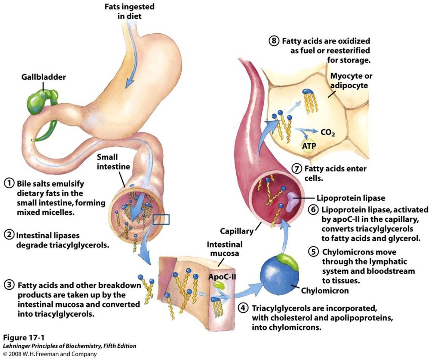 <p>Indigestion, Propulsion, Mechanical Breakdown, Chemical Digestion, Absorption, and Defecation.</p>