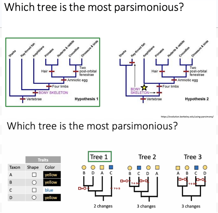<ul><li><p><span>The left tree because it doesn’t have as many red lines on it. The bony skeleton appears twice on the right vs only once on the left.</span></p></li><li><p><span>Tree 1 – 2 changes, a color change, and a shape change. Tree 2 – 3 changes: shape change, shape change, and a color change. Tree 3 – 3 changes: shape change, color change, and a shape change.</span></p><ul><li><p><span>So tree #1 is most parsimonious!</span></p></li></ul></li></ul><p></p>