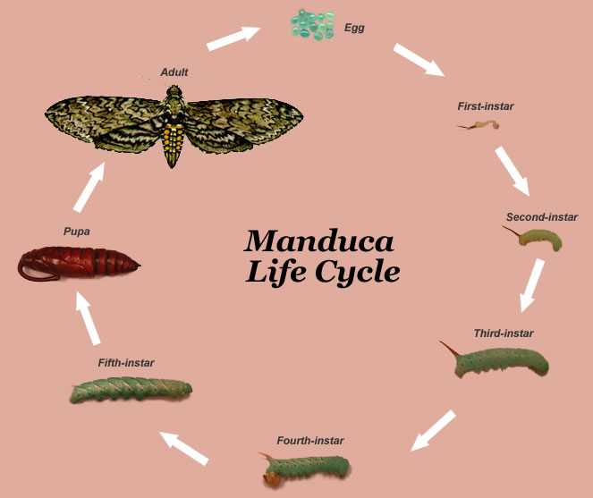 <ol><li><p>Tobacco hornoworm</p></li><li><p>Larval (caterpillar)</p></li><li><p>Leipidoptera</p></li></ol><p></p>