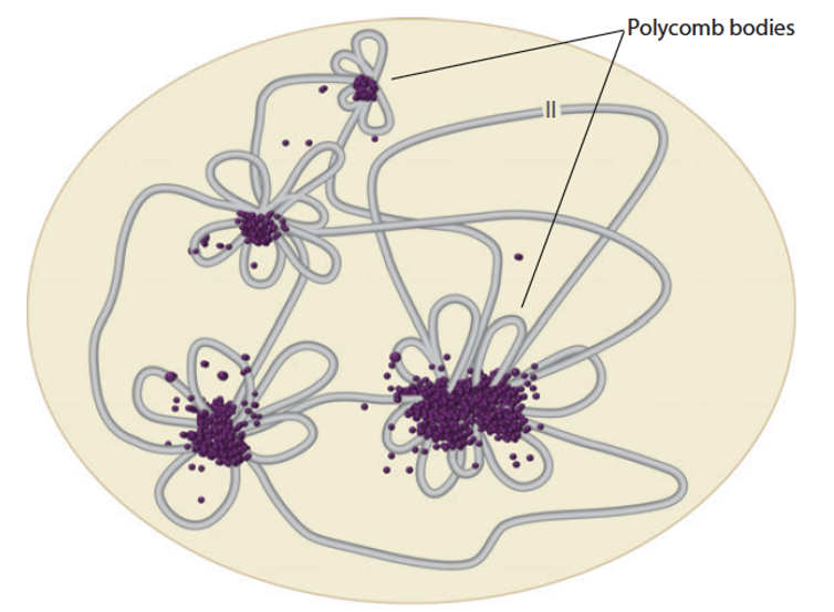 <p>Visible nuclear clusters or neighbourhoods where polycomb-repressed chromatin regions physically aggregate</p><p>They are enriched for polycomb proteins (PRC1/2) and repressed chromatin = localized envr dedicated to silencing</p>