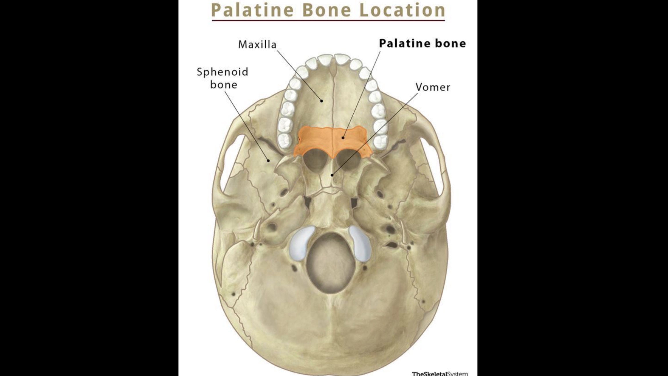 <p>Behind maxilla</p>