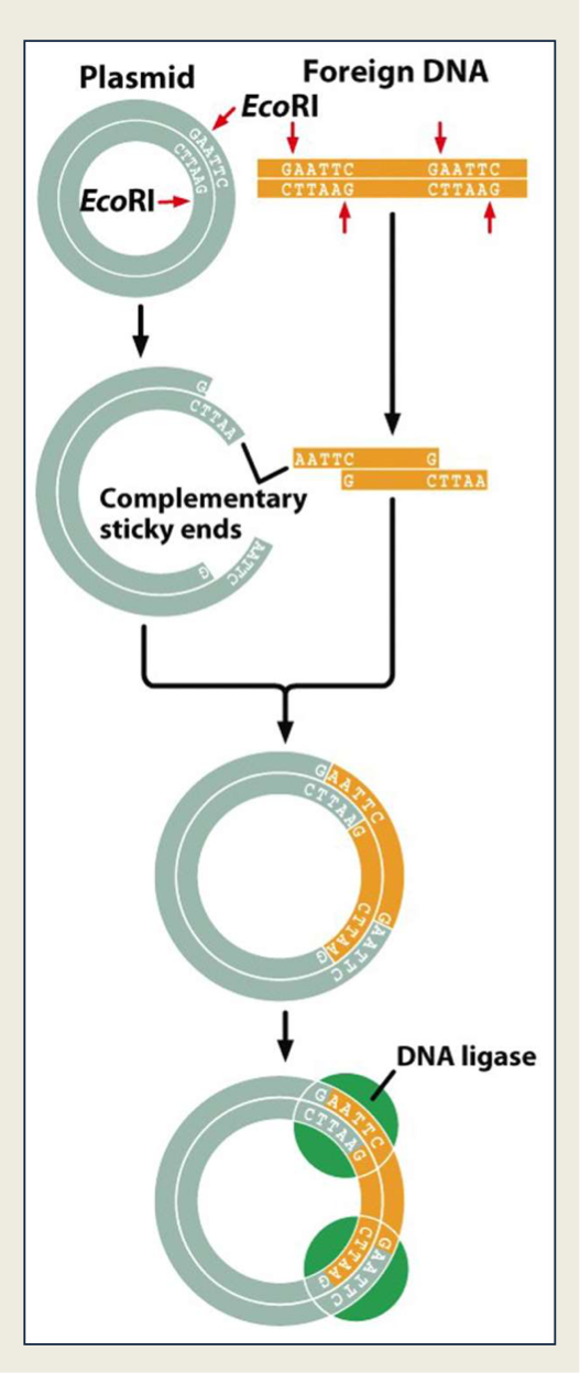 <ul><li><p>Both the foregin DNA you want to ‘clone’ and the plasmid are cut with the same ‘sticky-end’ restriction enzyme </p></li><li><p>recombined the cut sample of DNA and cut plasmid together w DNA ligase </p></li></ul><p></p>