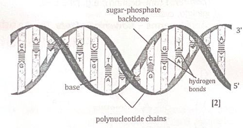 <p>Adenine-Thymine (A-T) and Cytosine-Guanine (C-T) base pairings</p>