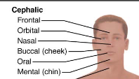 <p>- Frontal (forehead)</p><p>- Orbital (eyes)</p><p>- Nasal (nose)</p><p>- Buccal (cheek)</p><p>- Oral (mouth)</p><p>- Mental (chin)</p>
