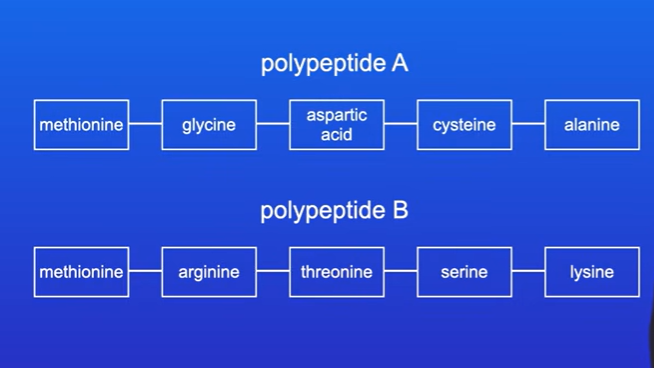 <p>It is simply the specific order of amino acids in a polypeptide, </p><p>The primary structure helps to determine the final 3d shape of the protein molecule, the shape of a protein is critical for its function</p><p>Primary structure of polypeptide is determined by DNA sequence of the gene which encodes that polypeptide</p>