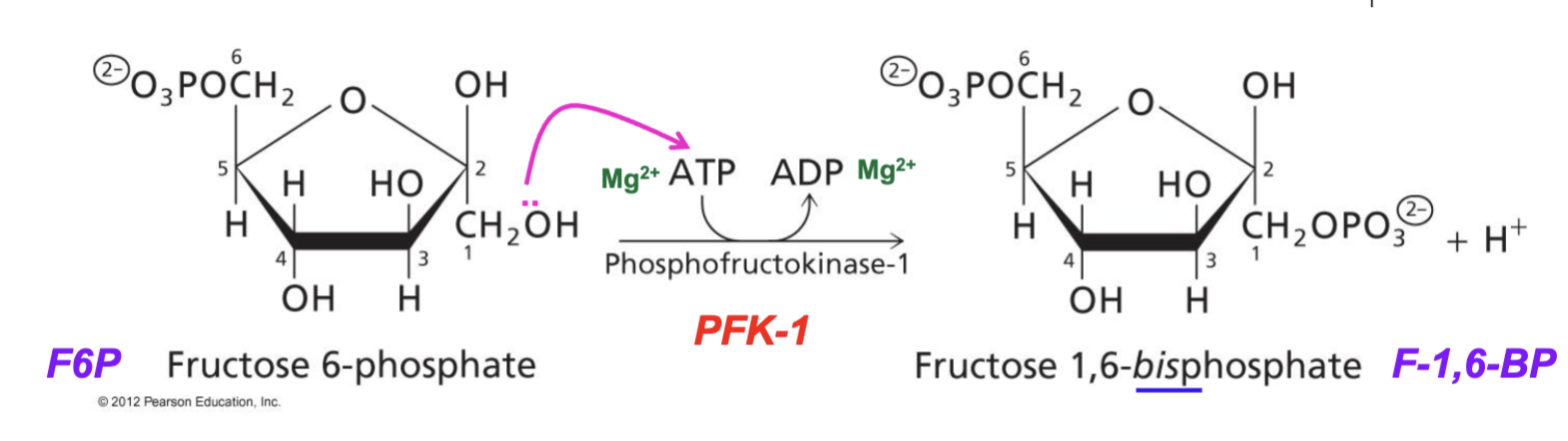 <p>F6P + ATP → F-1,6-BP + ADP + H<sup>+</sup>. Phosphoryl transfer reaction, ATP investment</p><p>Irreversible, exergonic (tightly regulated). Rate limiting reaction of glycolysis</p><p>Phosphoryl leaves ATP via breakage of phosphoanhydride bond, then becomes coupled to the fructose-6-phosphate to make fructose-1,6-bisphosphate via a phosphoryl transfer that forms 2 phosphoester bonds. This leaves ADP (from dephosphorylated ATP) and a proton (kicked off of the OH)</p>