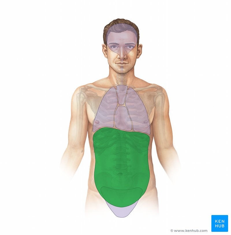 <p>What is this cavity?</p>