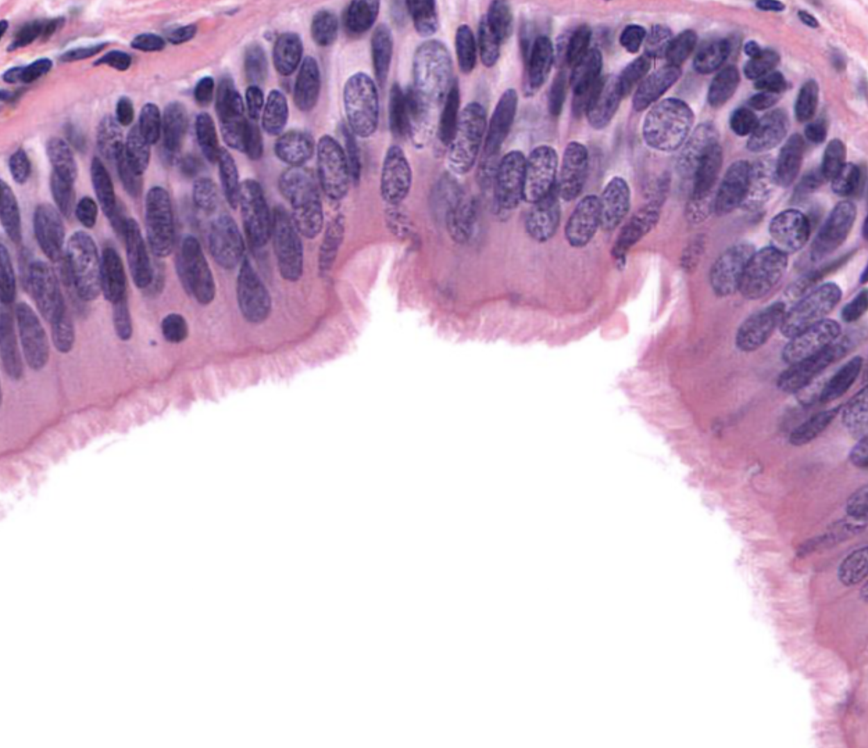 <p>tissue type</p>