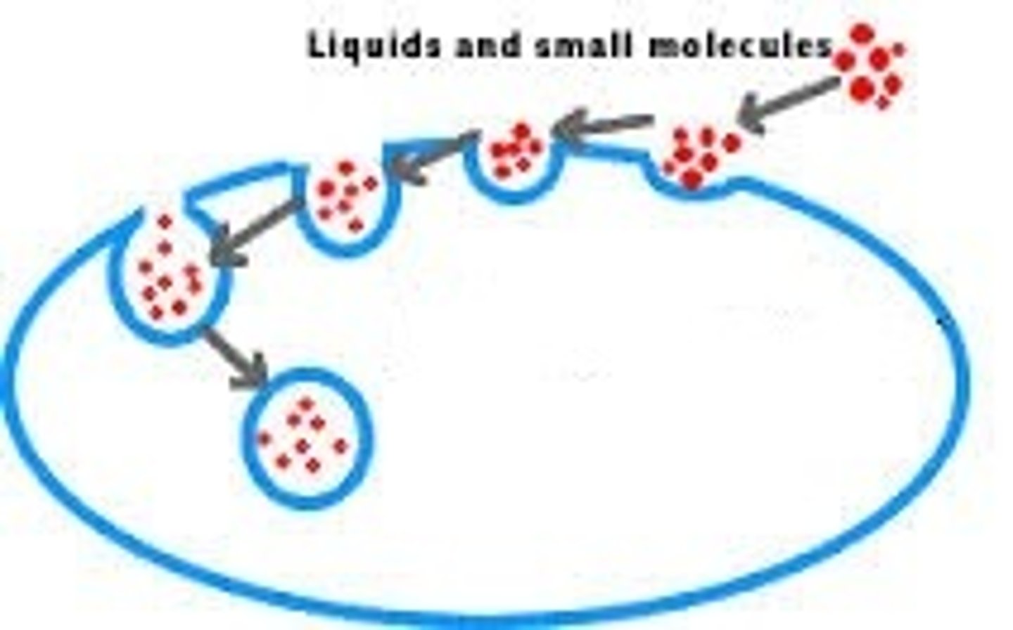 <p>A form of active transport where liquid is engulfed by a membrane wrapping around it and taking it into the cell in vesicles.</p>