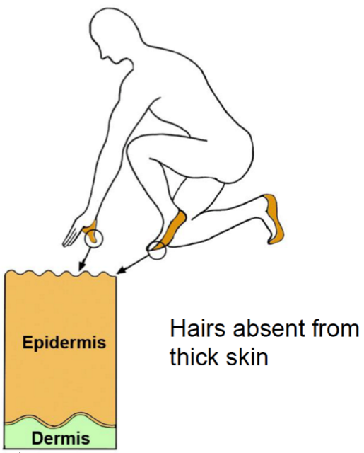 <ul><li><p><strong>Thin skin</strong> (hairy): absent stratum lucidum (2nd most superficial layer) + other strata are thinner</p></li><li><p><strong>Thick skin </strong>(hairless): covers area subject to abrasions + thicker stratum corneum (most superficial layer) in response to greater mechanical stress</p></li></ul><p></p>