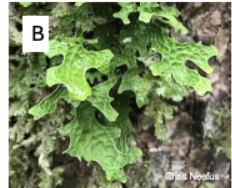 <p>Which lichen growth form is this? </p>
