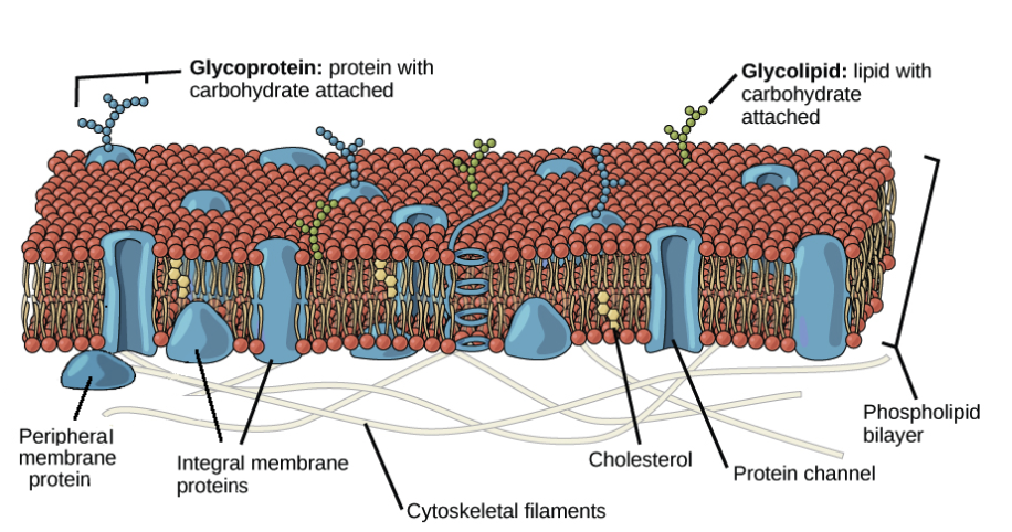 <p><strong>temporarily</strong> attached protein</p>