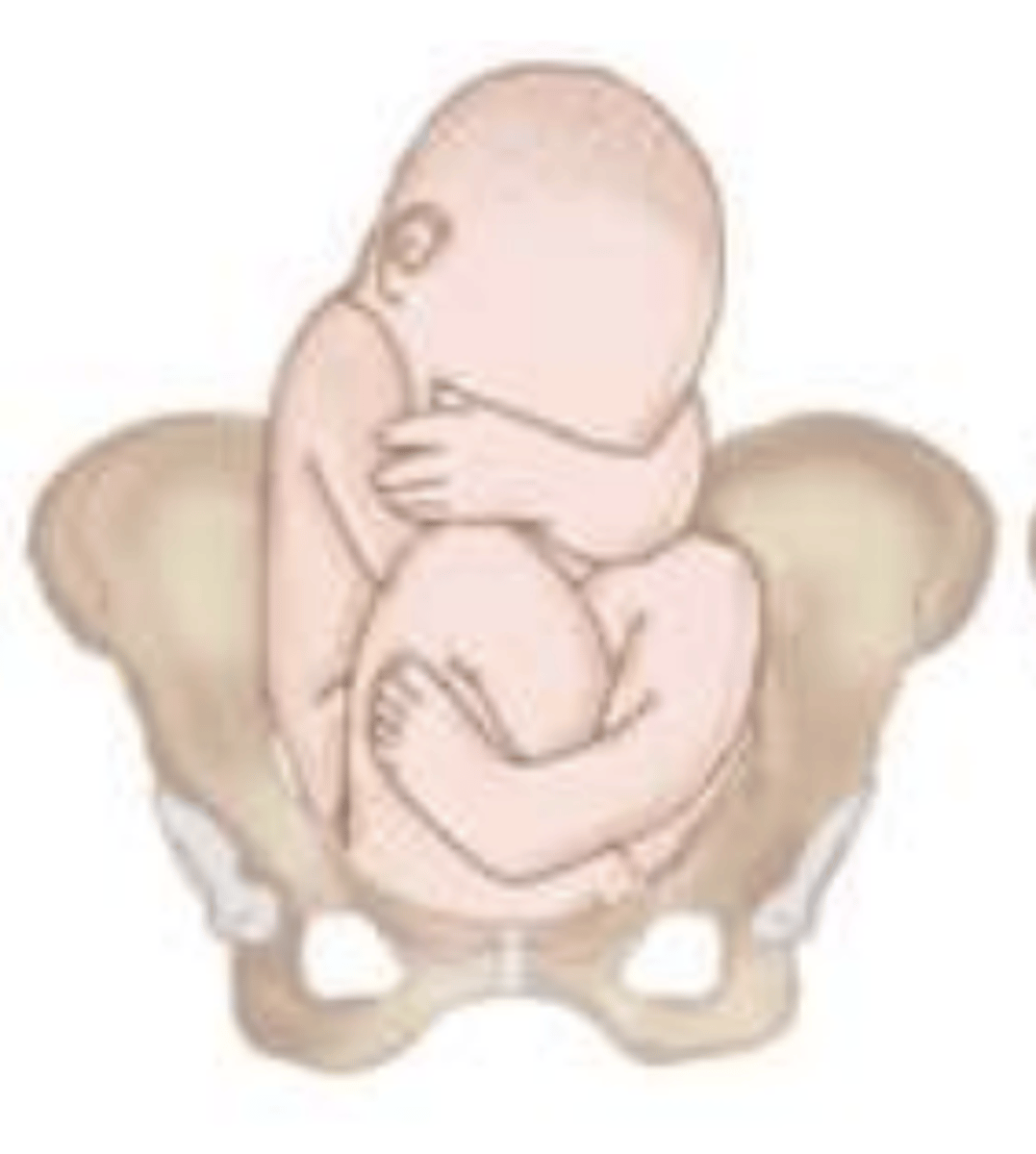 <p>both hips and knees are flexed</p>