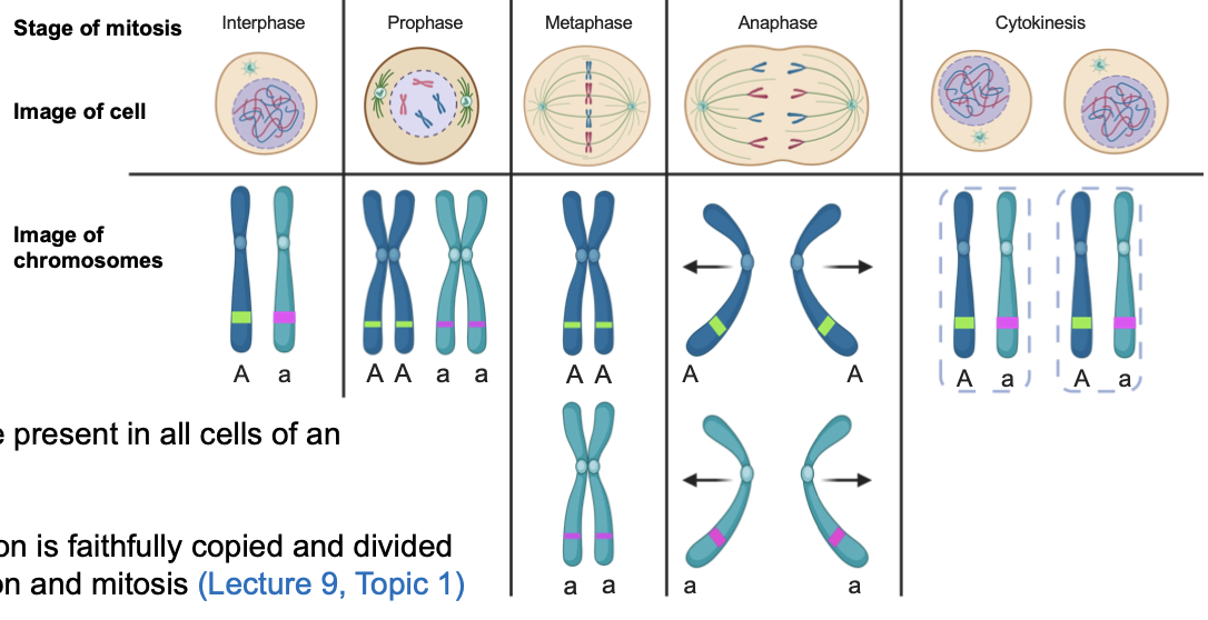 <ul><li><p><span>Gene variants are present in all cells of an organism</span></p></li><li><p><span>Genetic information is faithfully copied and divided via DNA replication and mitosis </span><span style="color: rgb(0, 112, 192);">(Lecture 9, Topic 1)</span></p></li></ul><p></p>