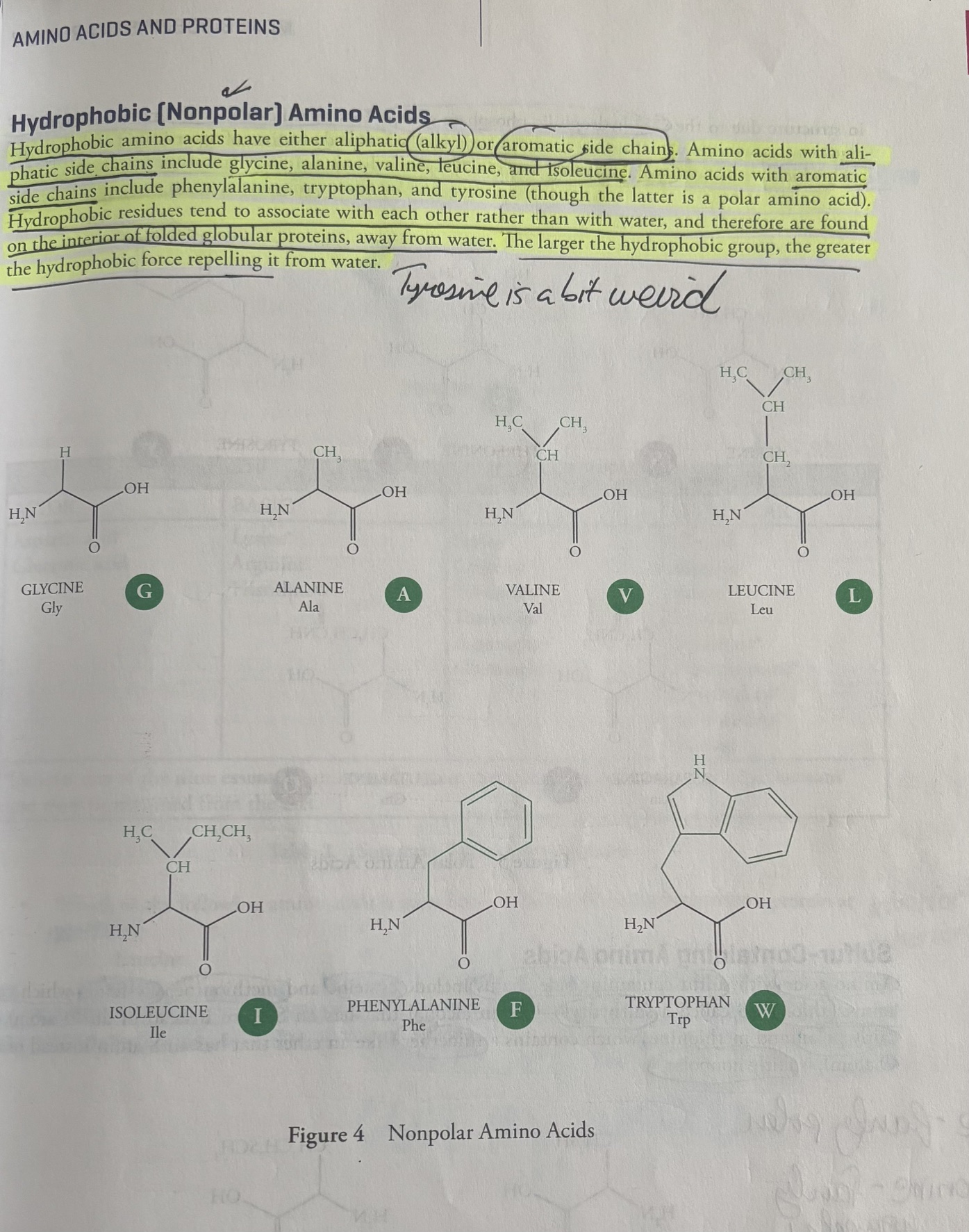 <p><u>Hydrophobic (Nonpolar) Amino Acids</u></p><p>Hydrophobic amion acids have either alipathic (alkyl) or aromatic side chains. </p><p>Aliphatic refers to organic chemical compounds in which carbon atoms link together in open chains or non-aromatic rings, meaning they lack a benzene ring or aromatic stability.</p><p><u>Hydrophobic Amino Acids With Alipathic (Alkyl) Side Chains</u></p><ol><li><p>Glycine (Gly, G), not glutamine</p></li><li><p>alanine (Ala, A)</p></li><li><p>valine (Val, V)</p></li><li><p>leucine (Leu, L)</p></li><li><p>isoleucine (Ile, I) </p></li></ol><p><u>Hydrophobic Amino Acids With Aromatic Side Chains</u></p><ol><li><p>Phenylalanine (Phe, F)</p></li><li><p>Tryptophan (Trp, W) </p></li></ol><p></p><p><u>Hydrophobic Amino Acid Characteristics</u></p><p>Hydrophobic residues tend to associate with other hydrophobic residues and are found in the inside of globular folded proteins, away from water (because water is the solvent and its on the outside). </p><p>The larger the hydrophobic group, the greater the hydrophobic force repelling it from water. </p>