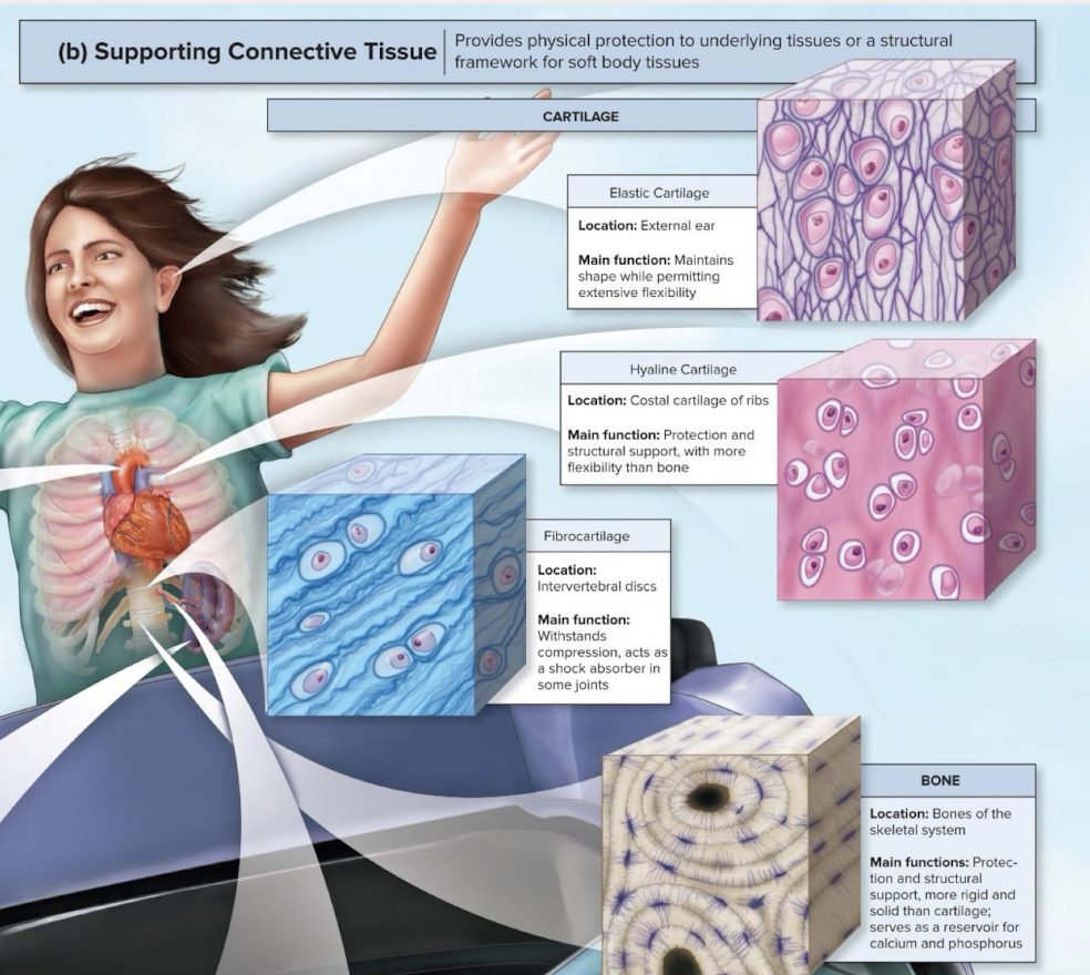 <p>Elastic Cartilage</p><ul><li><p>Supporting Connective Tissue</p></li></ul><p></p>