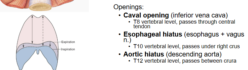 <p>Caval opening<br>Esophageal hiatus</p><p>Aortic hiatus</p>