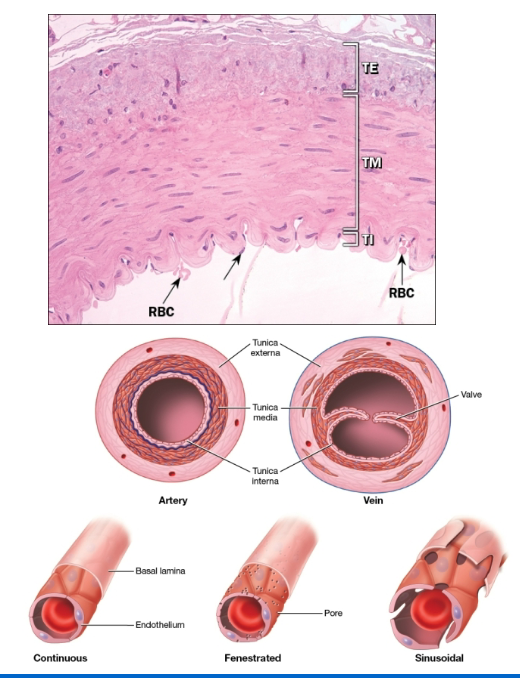 <ul><li><p>Share a common structure</p></li><li><p>Three layers</p><ul><li><p>Innermost = <strong>tunica (intima) interna</strong></p><ul><li><p>Simple squamous endothelium</p><ul><li><p>contain Weibel-Palade bodies</p></li><li><p>Store/release von Willebrand factor</p><ul><li><p>Important in platelet adhesion</p></li></ul></li></ul></li><li><p>thin layer of connective tissue</p></li><li><p>Internal elastic lamina</p></li></ul></li><li><p>Middle =<strong> tunica media</strong></p><ul><li><p>Varying amounts of smooth muscle</p></li><li><p>External elastic lamina</p></li><li><p>Sympathetic innervation</p></li></ul></li><li><p>Outer =<strong> tunica (adventitia) externa</strong></p><ul><li><p>Dense irregular CT</p></li><li><p>Largest vessels may be penetrated by smaller vessels (<strong>vasa vasorum</strong>) to deliver oxygen to large vessel cells</p></li></ul></li></ul></li></ul><p></p>