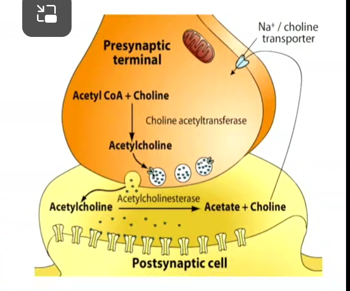 <ul><li><p>neurone presyn suivi par muscle ou plaque motrice</p></li><li><p>Ici, recepteurs nicotiniques (nAChR: nicotinic acetylcholine receptor)</p></li><li><p>ACH formée par choline acetyltransferase</p></li><li><p>suite à stimulation ACh lachée, se lie aux canaux ligands dépendants—-passage d’ions vers intra (ie potentiel)</p></li></ul><p></p>