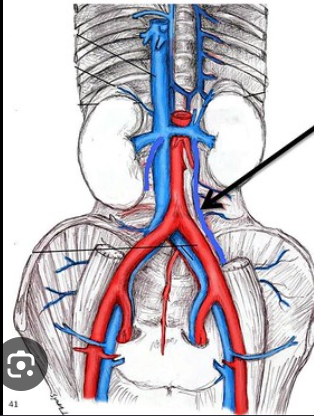 <p>Identify, drains into what vein?</p>