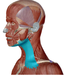 <p>what muscle is this</p>
