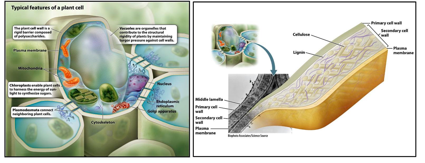 <ul><li><p><strong>Identity:</strong> In plants, the ECM is the <strong>Cell Wall</strong>.</p></li><li><p><strong>Composition:</strong> </p><ul><li><p><em>Animals:</em> Primarily protein-based (collagen, elastin).</p></li><li><p><em>Plants:</em> Primarily carbohydrate-based (<strong>cellulose</strong>, hemicellulose, pectin, proteins).</p></li></ul></li><li><p><strong>Function:</strong></p><ul><li><p><em>Both:</em> Provide adherence, signaling, and structural integrity.</p></li><li><p><em>Plants (Unique):</em> Acts as a <strong>skeletal equivalent</strong> for the whole organism and provides a rigorous physical <strong>defense</strong> against pathogens and mechanical stress.</p></li></ul></li></ul><p></p>